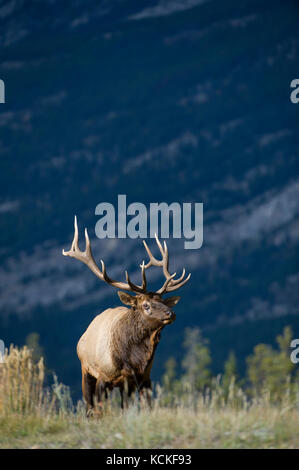 Male Elk, Cervus canadensis nelsoni, Rocky Mountains, Alberta, Canada Stock Photo