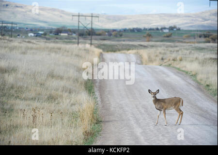 Female Whitetail Deer, Odocoileus virginianus, Central Montana, USA Stock Photo