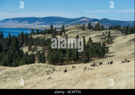 Male Bighorn Sheep, Ovis canadensis, Central Montana, USA Stock Photo