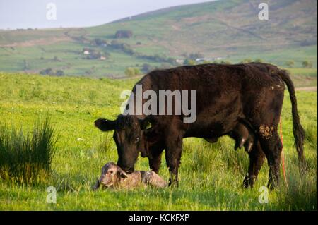 Welsh Black Cow just having given birth to a cross bred Charolais calf in meadow. Stock Photo