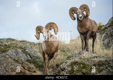 Male Bighorn Sheep, Ovis canadensis, Central Montana, USA Stock Photo