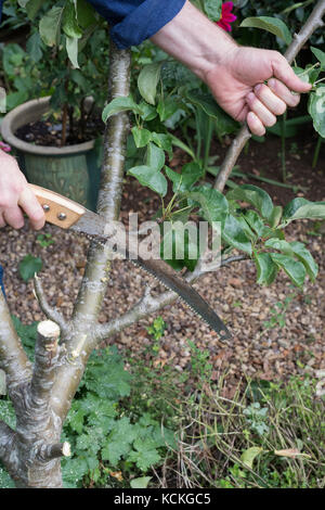 Malus domestica. Gardener cutting down an unwanted apple tree to replace with a columnar apple tree to save space in an english garden. UK Stock Photo