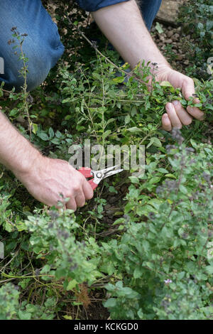 Origanum vulgare. Gardener cutting back and removing oregano in an english garden. UK Stock Photo