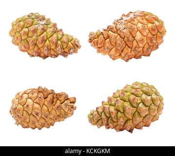 Set unopened cones of pine tree isolated on white Stock Photo