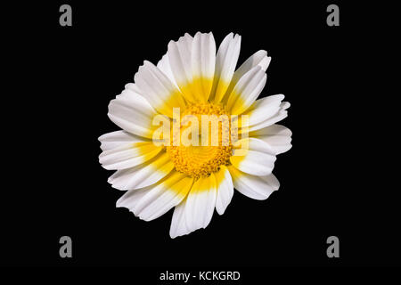 Chamomile Flower Faceing Sun On Black Back Ground Stock Photo