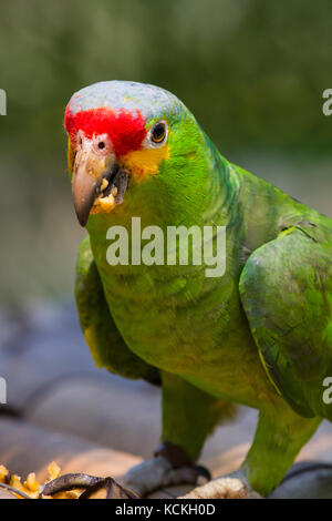 Red-Lored Amazon Parrot (Yellow Cheek Amazon) eating a banana, Mexico, 2017 Stock Photo