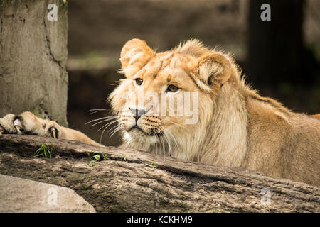 Headshot of a young male lion Stock Photo