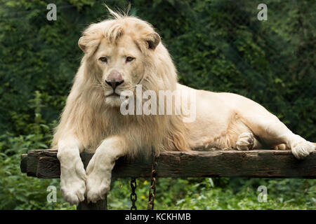 Young white lion lying on wooden platform Stock Photo