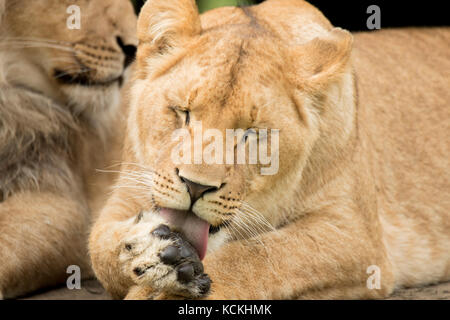 Young lioness likking paw Stock Photo