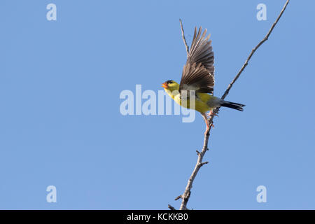 male american goldfinch in flight Stock Photo