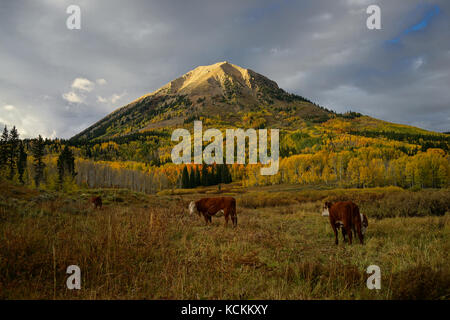This is the picture of Crested Butte Mountain in Colorado in Autumn with Aspen Yellow leafs and cows. Stock Photo