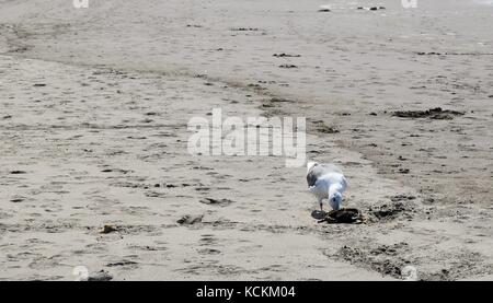 seagull eats dead crab on beach Stock Photo