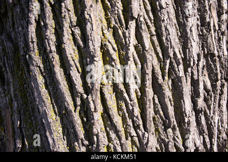Close up of Bark  on a living tree Stock Photo
