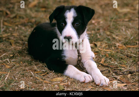 Border Collie (Canis familiaris), pup patiently waiting, tied up in farmyard. Australia Stock Photo