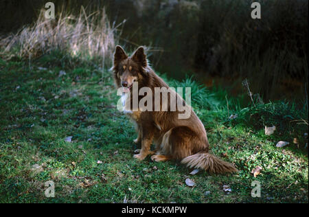 Border collie (Canis familiaris). Harrietville, Northeastern Victoria, Australia Stock Photo