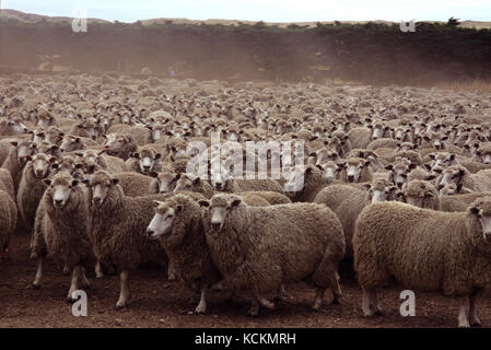 Crossbred sheep for meat: Romney Marsh/East Friesian/Finnish Landrace/Border Leicester/Merino (Ovis aries), Woolnorth Station, northwestern Tasmania,  Stock Photo