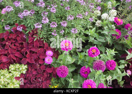Summer flower bed border, Cleome hassleriana 'Senorita Rosalita', Red Coleus Zinnia bedding Stock Photo