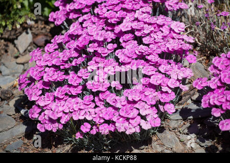 Dianthus 'Whatfield Magenta' Pink Purple Flower Alpine, Rock garden Flowers Garden Flowering Ground cover Plant, Dianthus gratianopolitanus Cheddar Stock Photo