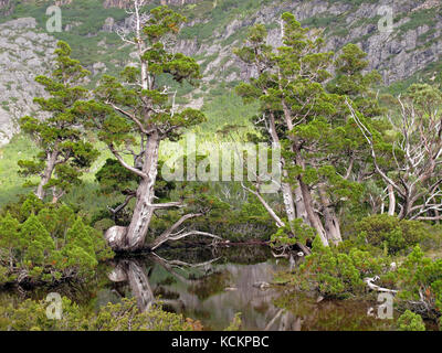 King Billy pines (Athrotaxis selaginoides), framing Artist’s Pool, Cradle Mountain-Lake St Clair National Park, Tasmania, Australia Stock Photo