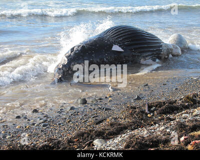 Humpback whale (Megaptera novaeangliae), dead after stranding on beach. The numbers of whales passing Tasmania as they migrate south for the summer, a Stock Photo