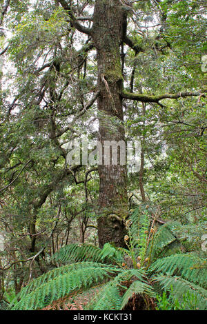 Myrtle beech (Nothofagus cunninghamii), in temperate rainforest. Great Western Tiers, northern Tasmania, Australia Stock Photo