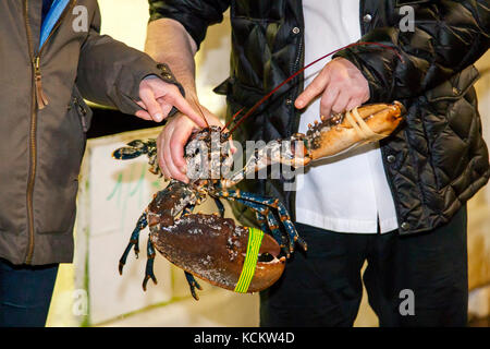 Star chef Loïc Le Bail from Brittany & Spa with living lobster in hand Stock Photo