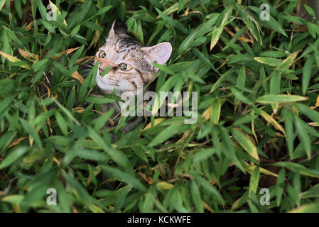 Female kitten playing in tall grass / weeds Stock Photo