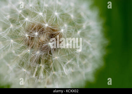 The common dandelion (Taraxacum officinale) seeds, in round balls of silver tufted fruits Stock Photo