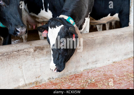 DAIRY COWS IN FREESTALL BARN Stock Photo