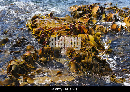 Giant bladder kelp (Macrocystis pyrifera) can grow 61 cm a day. It is the largest of all algae, some fronds being 50 metres long. Adventure Bay, Bruny Stock Photo
