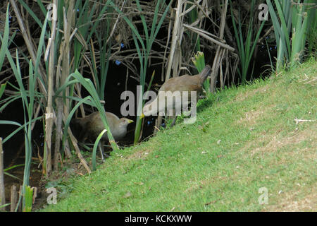 Tasmanian native-hen (Tribonyx mortierii) pair on a grassy bank of the Meander River, bill to bill. Deloraine, Tasmania, Australia Stock Photo