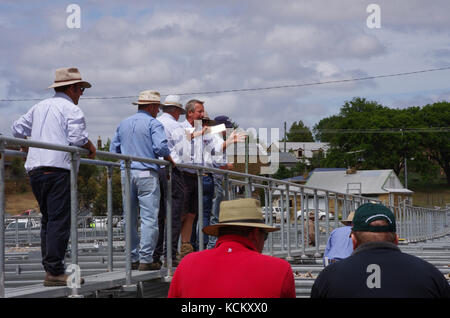 Auctioneer at work at a saleyard. Oatlands, Southern Midlands, Tasmania, Australia Stock Photo