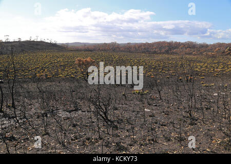 Burnt expanse of forest after the catastrophic bushfires that began in January 2016. Tarkine region, northwest Tasmania, Australia Stock Photo