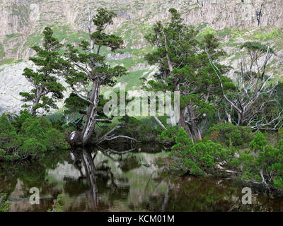 The Artists Pool, with Pencil pines (Athrotaxis selaginoides). Cradle Mountain-Lake St Clair National Park, Tasmania, Australia Stock Photo