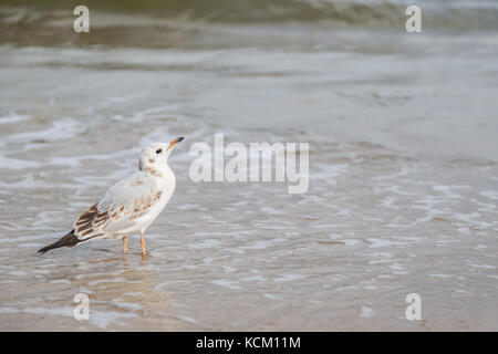 Close-up of an immature Common Black-headed Gull (Chroicocephalus ridibundus) at shoreline in daylight. Stock Photo