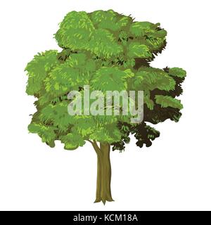 Illustration of green tree  Natural plant green leaf tree. Nature environment green trees organic spring forest garden abstract wood park-vector illus Stock Vector