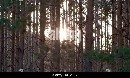 Path footpath in the deciduous forest in spring summer morning sun. Young lush green trees in forest. Detail view of pine tree with glowing sun. Selective focus. Spring forest, pine trees, pine cones. Stock Photo