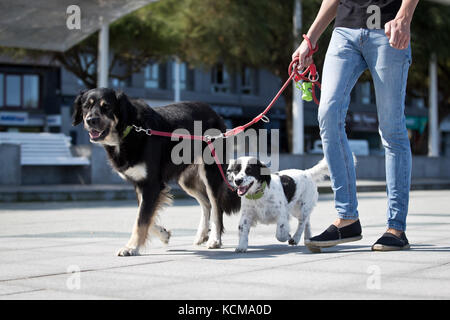 Gijon, Asturias, Spain. Dogs playing on San Lorenzo beach. Gijón has 38,675 dogs Stock Photo