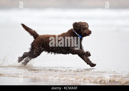 Gijon, Asturias, Spain. Dogs playing on San Lorenzo beach. Gijón has 38,675 dogs Stock Photo