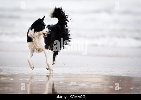 Gijon, Asturias, Spain. Dogs playing on San Lorenzo beach. Gijón has 38,675 dogs Stock Photo