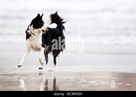 Gijon, Asturias, Spain. Dogs playing on San Lorenzo beach. Gijón has 38,675 dogs Stock Photo