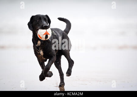 Gijon, Asturias, Spain. Dogs playing on San Lorenzo beach. Gijón has 38,675 dogs Stock Photo