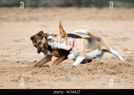 Gijon, Asturias, Spain. Dogs playing on San Lorenzo beach. Gijón has 38,675 dogs Stock Photo