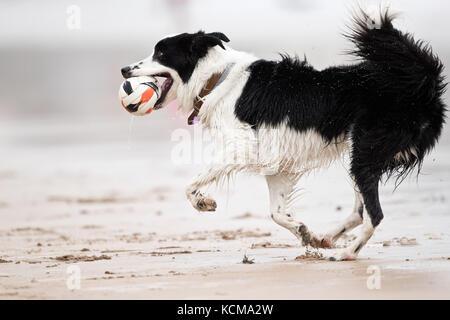 Gijon, Asturias, Spain. Dogs playing on San Lorenzo beach. Gijón has 38,675 dogs Stock Photo