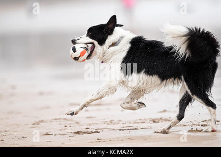 Gijon, Asturias, Spain. Dogs playing on San Lorenzo beach. Gijón has 38,675 dogs Stock Photo