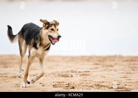 Gijon, Asturias, Spain. Dogs playing on San Lorenzo beach. Gijón has 38,675 dogs Stock Photo