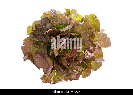 Red leaf lolo rosso lettuce isolated on the white background Stock Photo