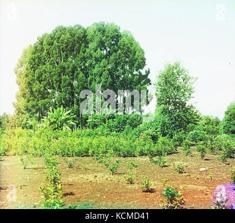 Cluster of eucalyptus trees and Olea fragrans (sweet olive) plantation in Chakva Stock Photo