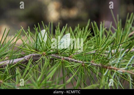 Details of a branch with small young cones of the old Lebanon Cedar Tree Stock Photo
