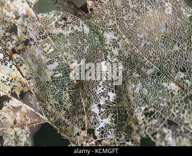 Old decomposing laced maple leaf close-up Stock Photo